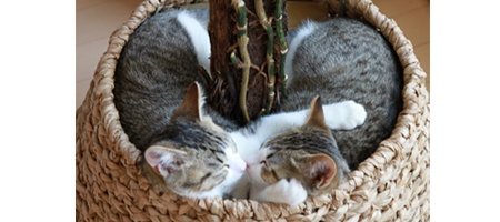 モンステラの鉢植えで眠る双子の子猫。 モンステラの鉢植えで眠る双子の子猫。