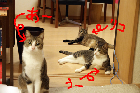 3匹の猫がうまくフレームに収まらないの図 3匹の猫がうまくフレームに収まらないの図