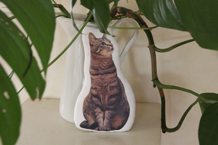 臆病な猫 臆病な猫