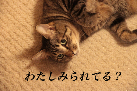 わたしみられてる? わたしみられてる?
