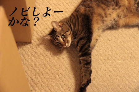ノビしよーかな? ノビしよーかな?