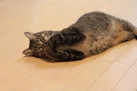 あくびは途中で止められない あくびは途中で止められない