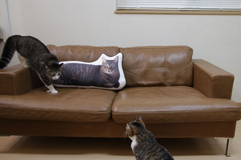 kiji猫 クッション 横たわる猫 kiji猫 クッション 横たわる猫