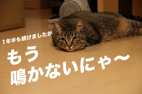 いつかは鳴きやみます。信じて待ってね いつかは鳴きやみます。信じて待ってね