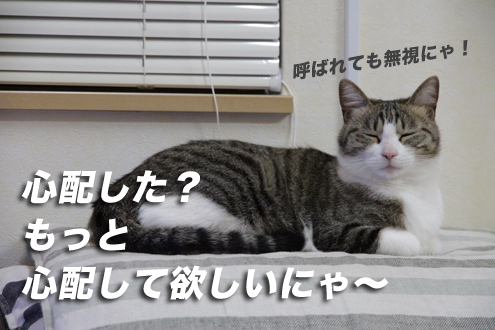 あーにゃんは性格が悪い あーにゃんは性格が悪い