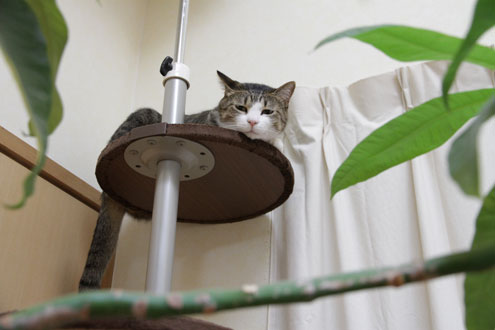 抗議顔の猫うー 抗議顔の猫うー