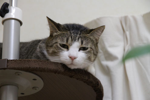 「こんな時に写真撮ってるんじゃないにゃ~!」という抗議顔のうー。 「こんな時に写真撮ってるんじゃないにゃ~!」という抗議顔のうー。