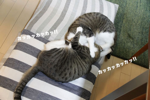 ふたりはロッテ!? ふたりはロッテ!?