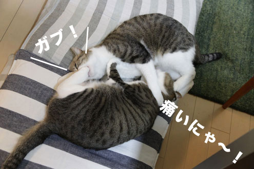 ふたりはロッテ!? ふたりはロッテ!?
