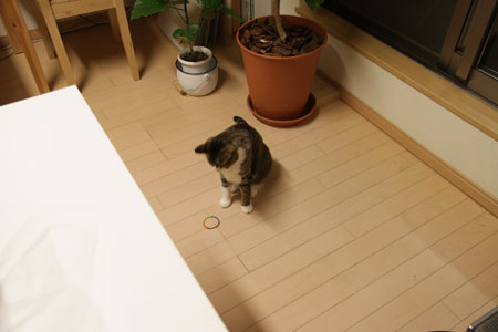 派手な髪ゴムに目がないうー 派手な髪ゴムに目がないうー