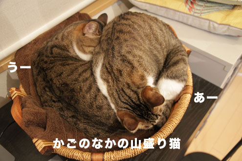 カゴのなかの猫