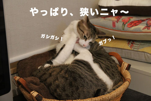 カゴのなかの猫