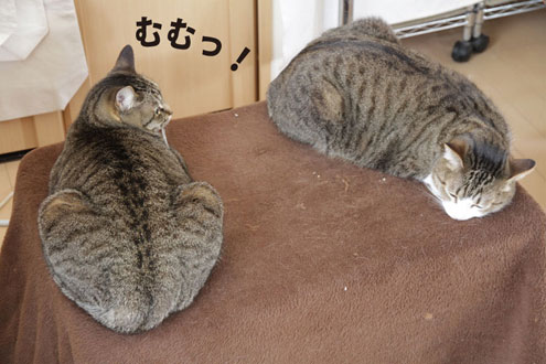 猫コタツ争奪戦 猫コタツ争奪戦