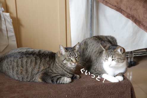 猫コタツ争奪戦 猫コタツ争奪戦