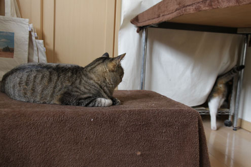 猫コタツ争奪戦 猫コタツ争奪戦
