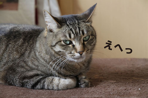 猫コタツ争奪戦 猫コタツ争奪戦