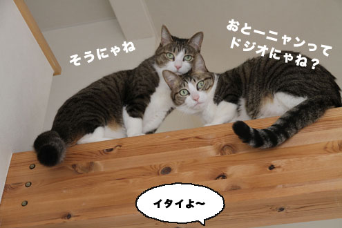 心配そう?な猫 心配そう?な猫