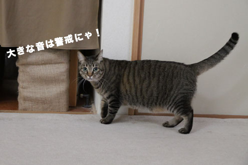 猫は薄情者？