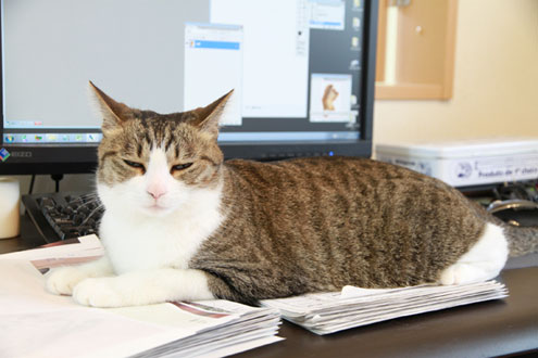 kijiさんちのねこ kijiさんちのねこ