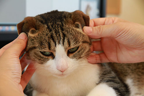 kijiさんちのねこ kijiさんちのねこ