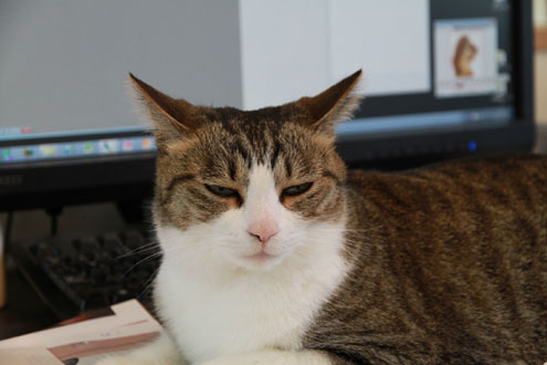 kijiさんちのねこ kijiさんちのねこ