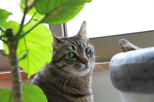 kijiさんちのねこ kijiさんちのねこ