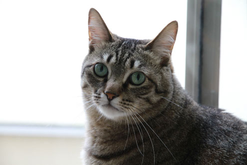 kijiさんちのねこ kijiさんちのねこ