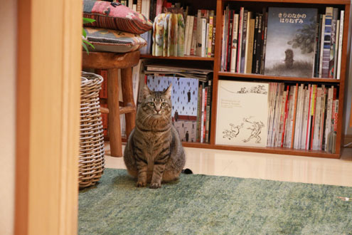 kijiさんちのねこ kijiさんちのねこ