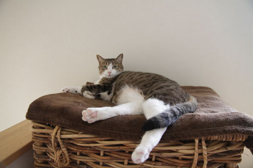 kijiさんちのねこ kijiさんちのねこ