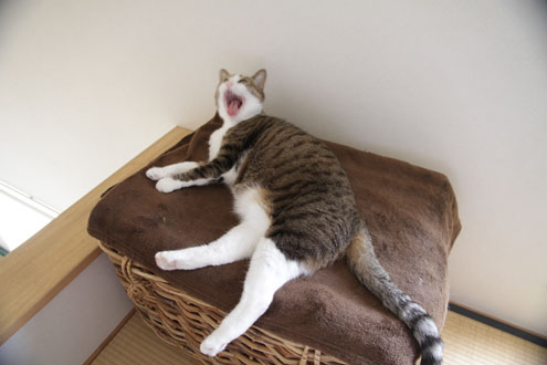 kijiさんちのねこ kijiさんちのねこ