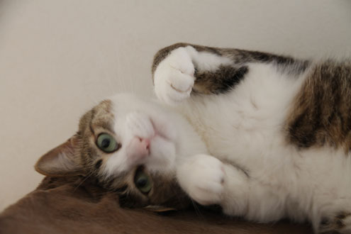 kijiさんちのねこ kijiさんちのねこ