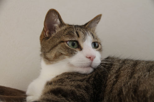 kijiさんちのねこ kijiさんちのねこ