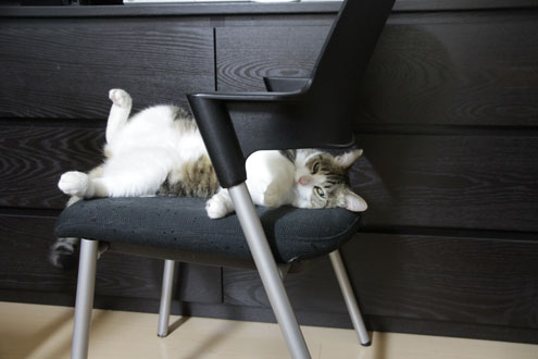 kijiさんちのねこ kijiさんちのねこ