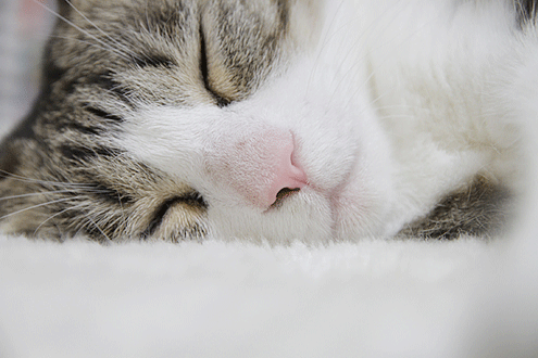 ちらあー ちらあー