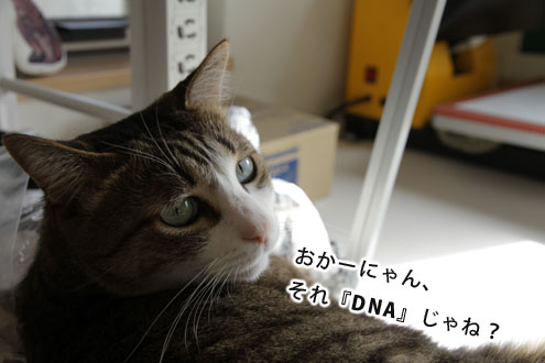 おかーにゃん、それ『DNA』じゃね? おかーにゃん、それ『DNA』じゃね?