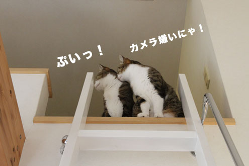 カメラを向けると嫌がる猫たち