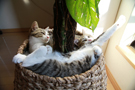 アトリエkiji猫写真ギャラリー