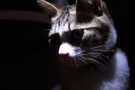 アトリエkiji猫写真ギャラリー