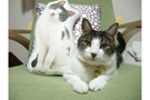 実物猫とクッション 実物猫とクッション