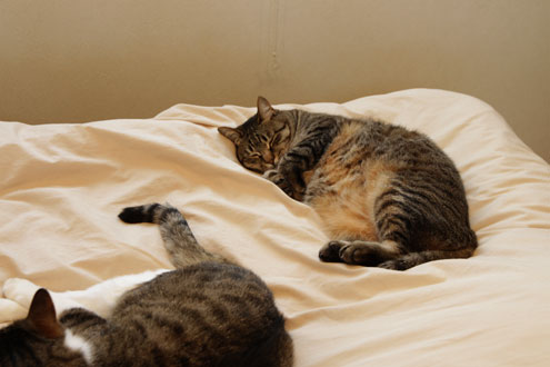 リコがベッドで寝てるにゃ リコがベッドで寝てるにゃ