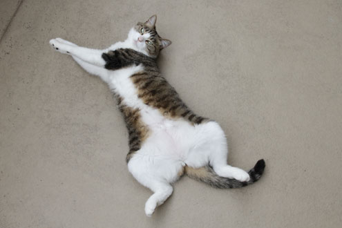 猫の合同写真&物販展「ねこ休み展 総集編」in日本橋タカシマヤ 猫の合同写真&物販展「ねこ休み展 総集編」in日本橋タカシマヤ