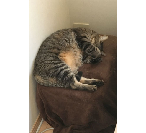 ねこコタツの上で ねこコタツの上で